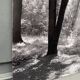 Silver gelatin photograph by Bernard Darot, backlit in the Bois de Boulogne, SNMF