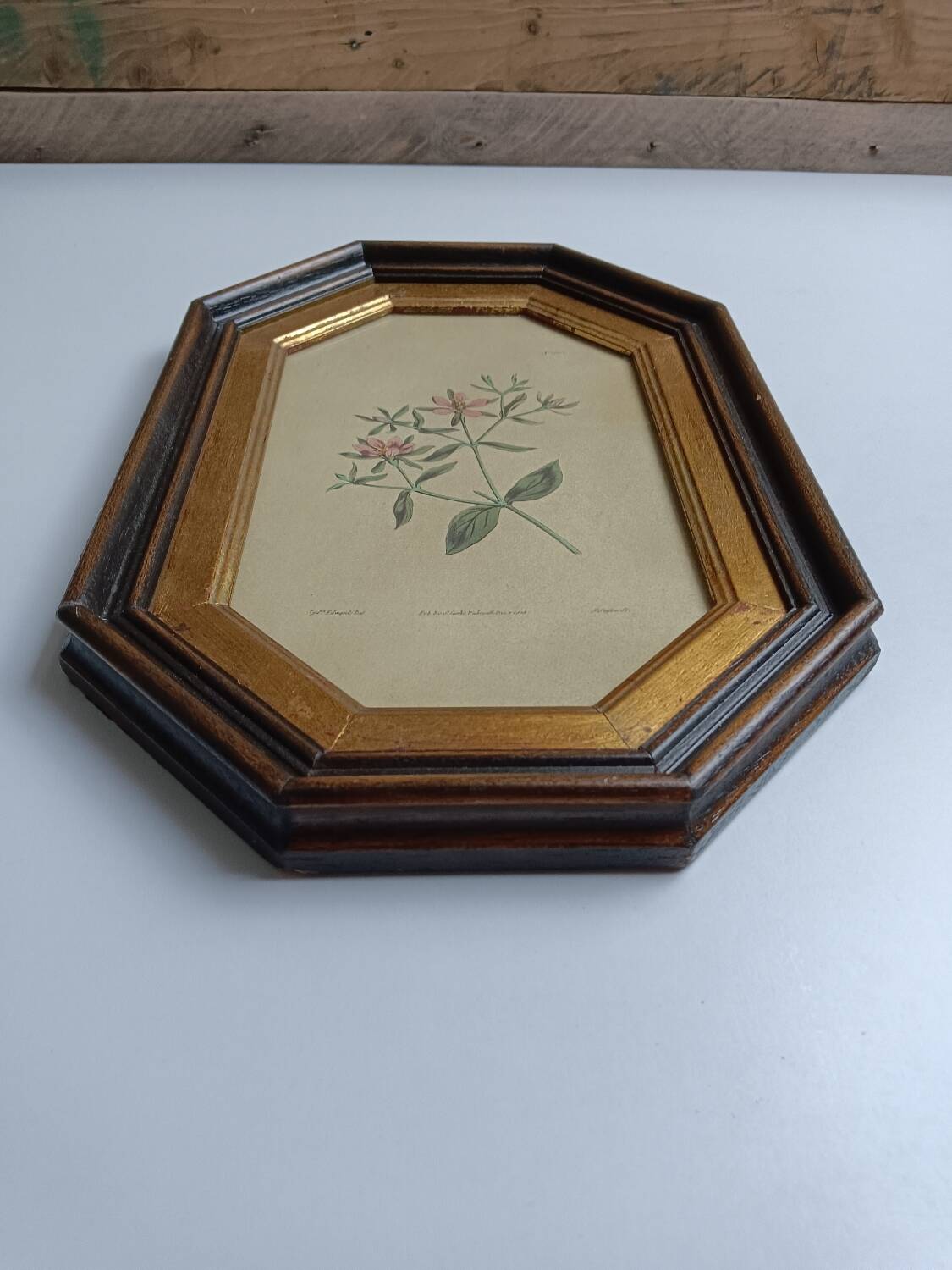 Old octagonal frame lithograph flower plant