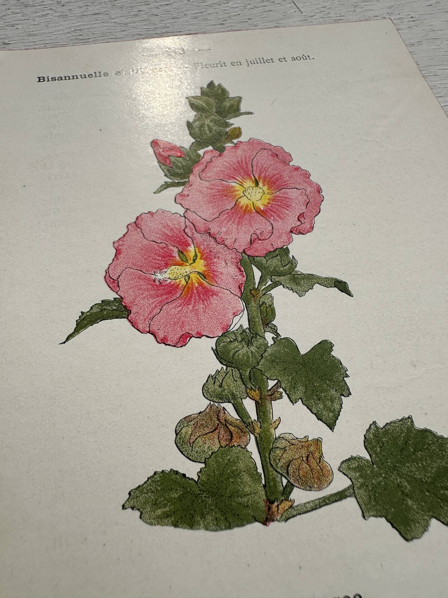 Botanical Plate 1800 Old Naturalist Engraving 19th Century Double-Sided