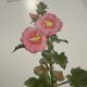 Botanical Plate 1800 Old Naturalist Engraving 19th Century Double-Sided