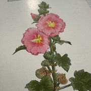 Planche Botanique 1800 Gravure naturaliste ancienne 19eme recto verso