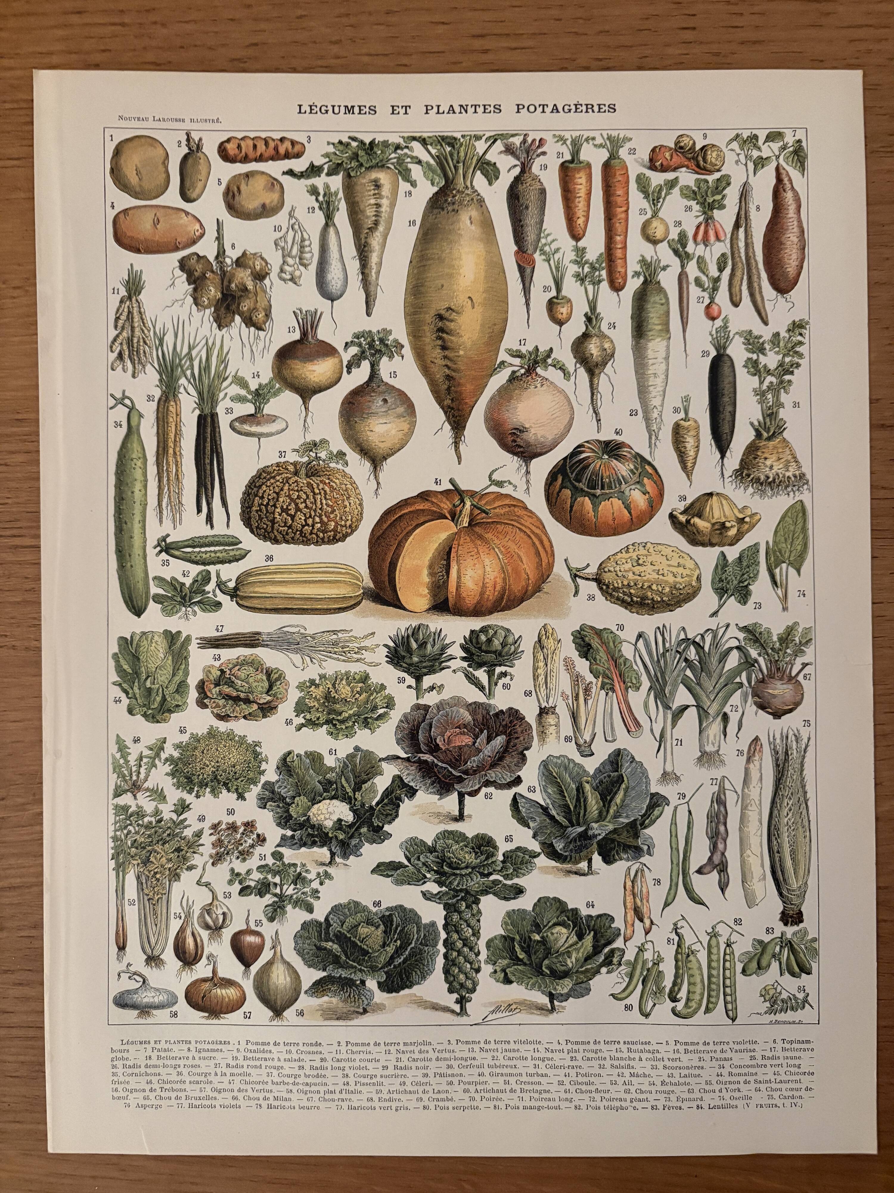 Old illustrated plate on vegetables and garden plants (1900)