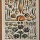 Old illustrated plate on vegetables and garden plants (1900)