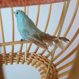 Suspension rattan bird cage 1960