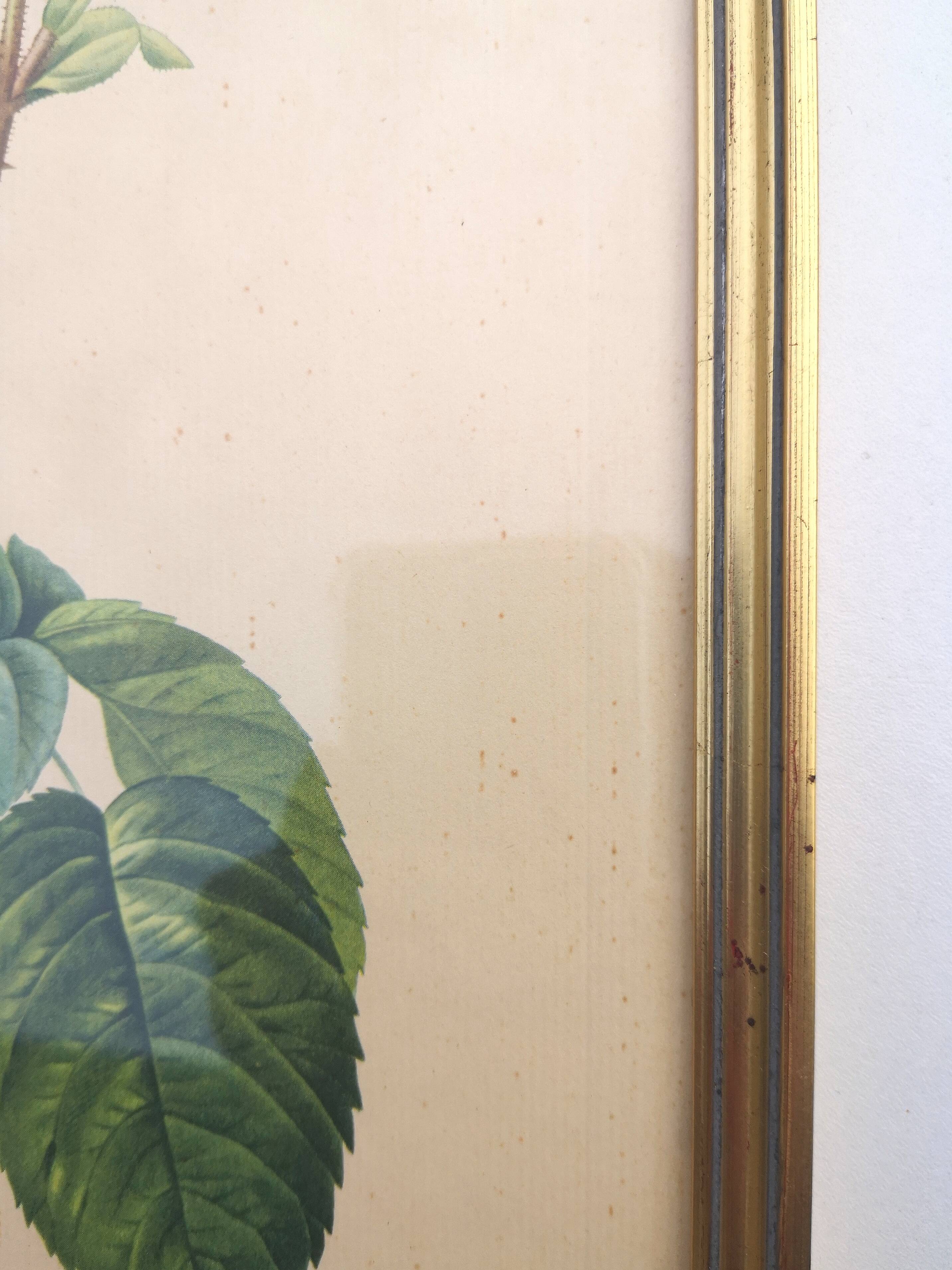 Framed lithograph by Pierre-Joseph Redouté