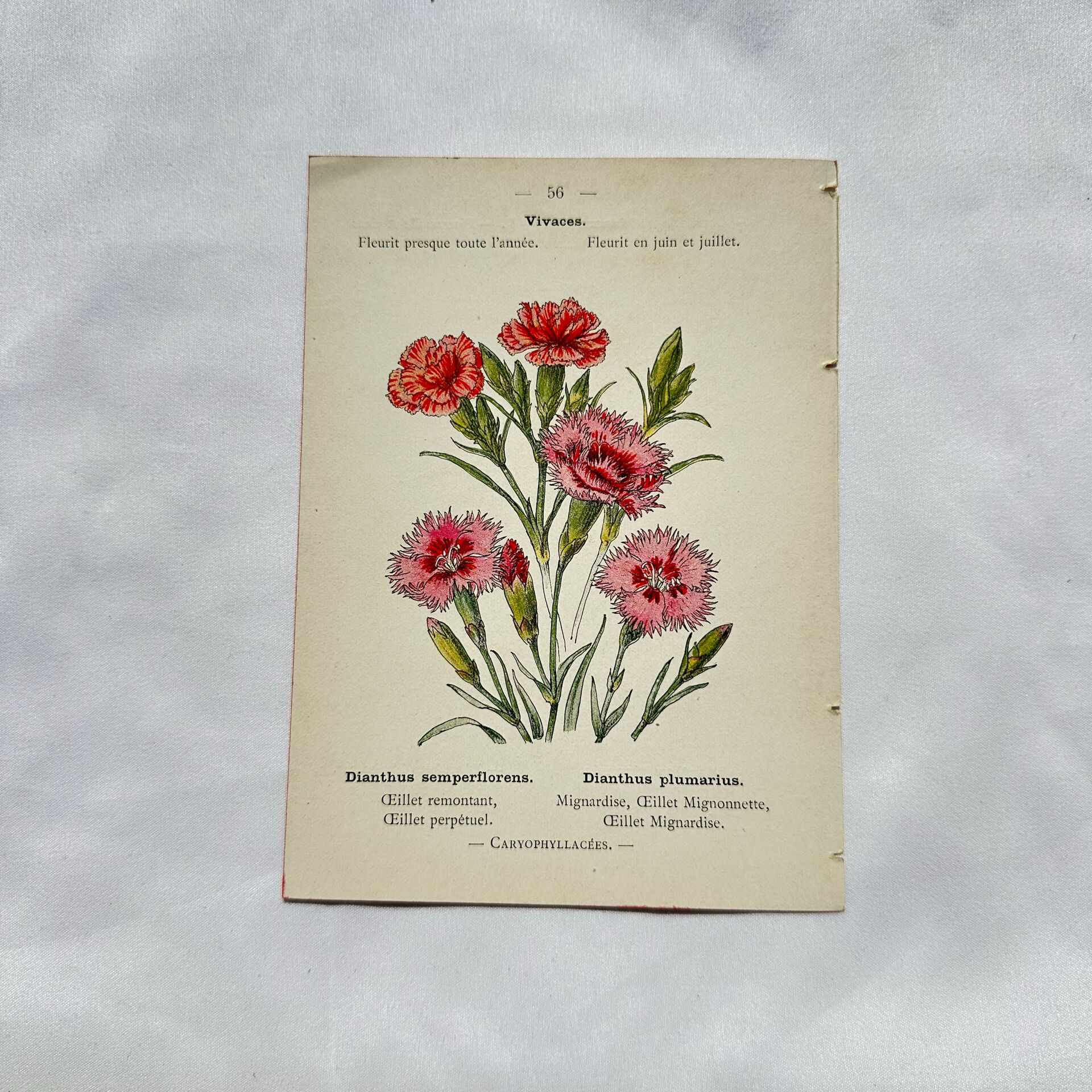 Botanical engraving naturalist work 1800 scientific publication