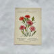 Botanical engraving naturalist work 1800 scientific publication