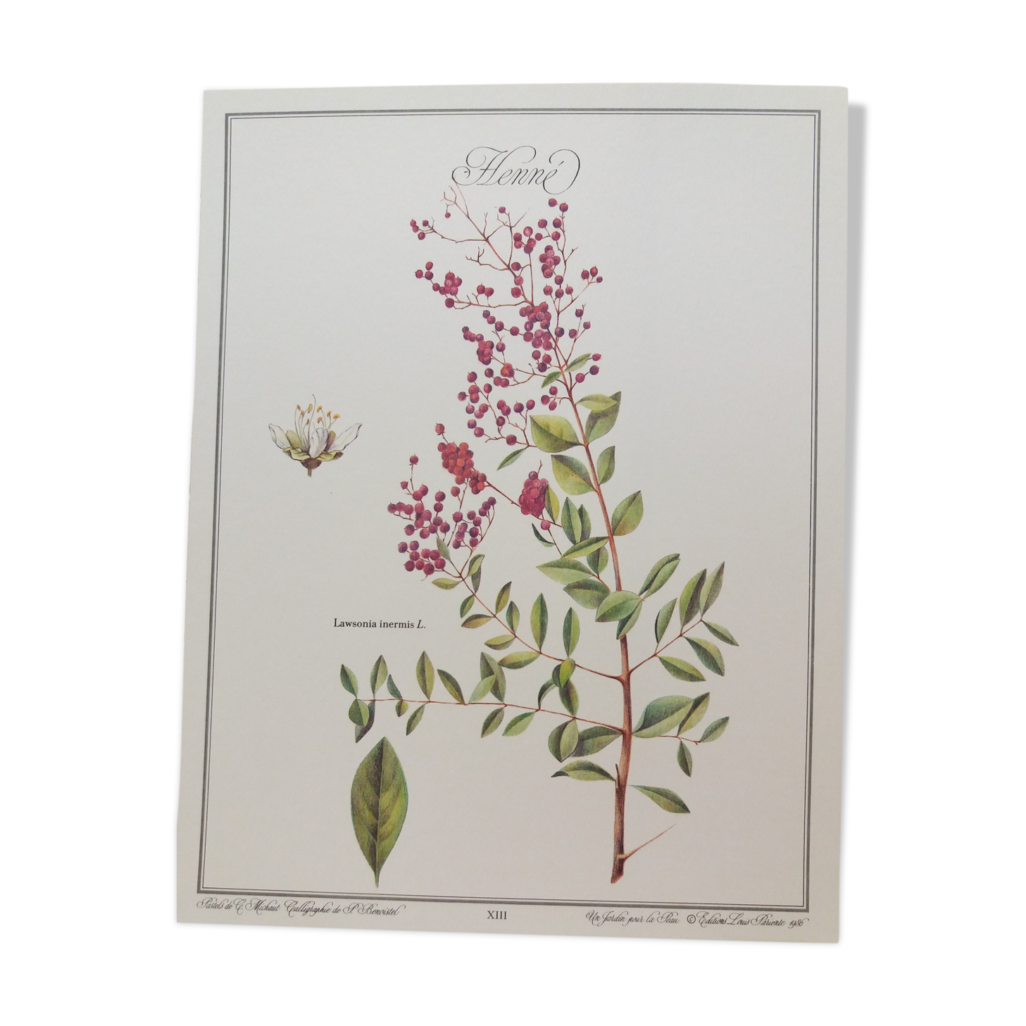 Henné botanical plank