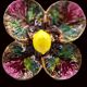 Vintage Vallauris A.M. plate – quadrilobed enamelled bowl with lemon – 50s
