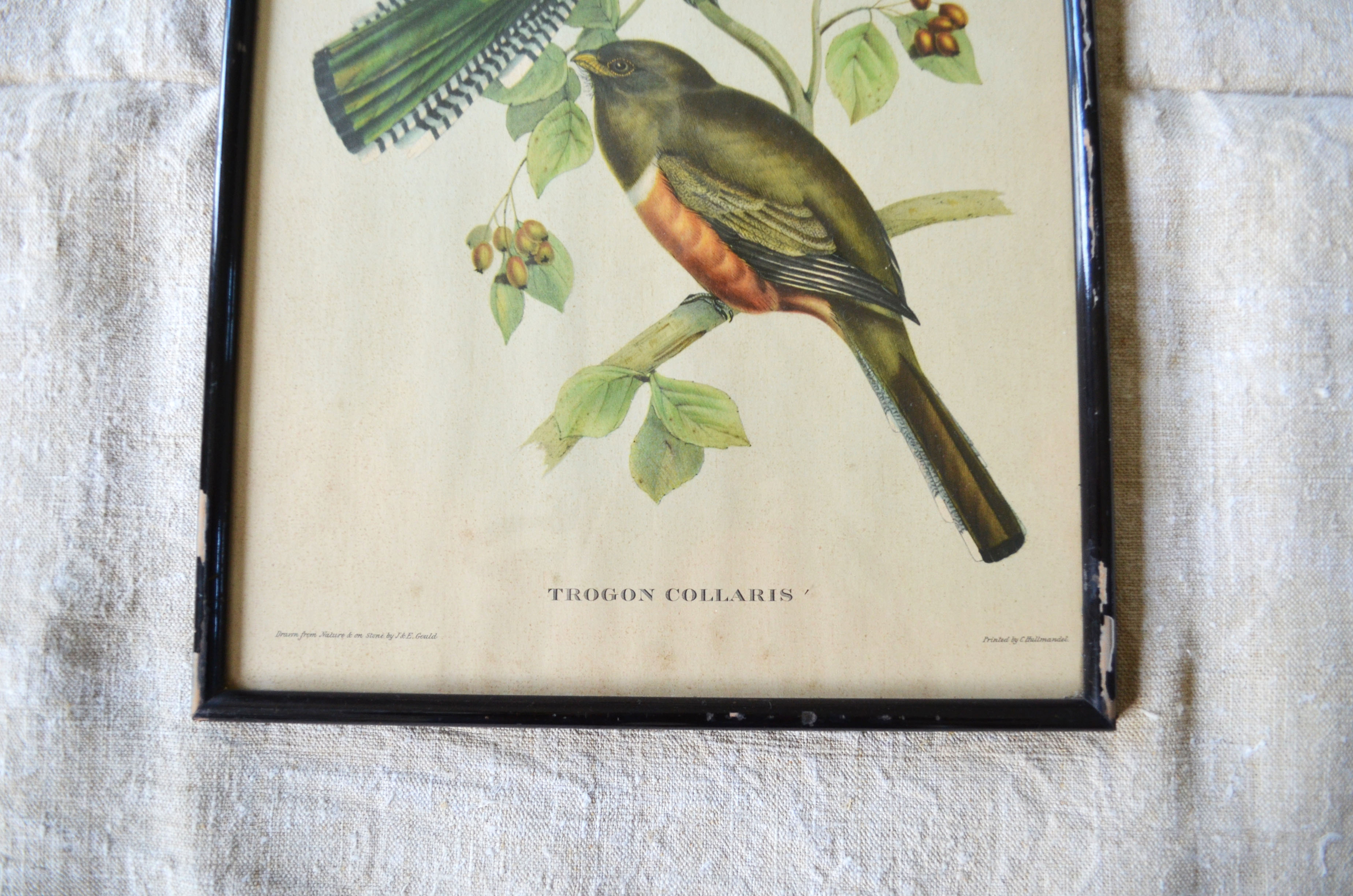 4 reproductions of naturalistic engravings exotic birds