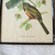 4 reproductions of naturalistic engravings exotic birds