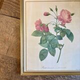 Old frame Redouté roses