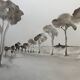 Tableau signé aquarelle monochrome  « Pinède en Provence »