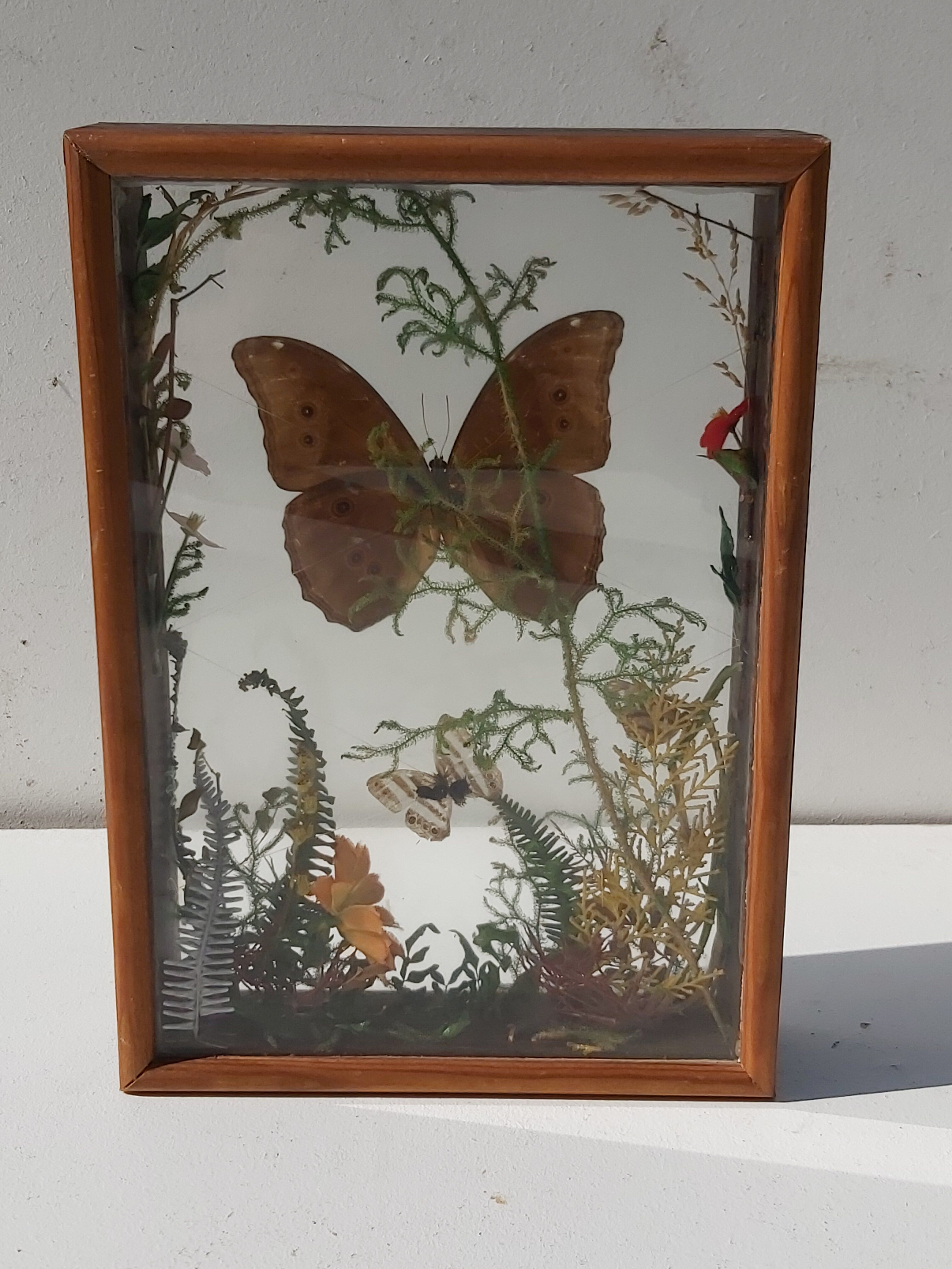 Box composition butterfly wood and glass