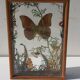 Box composition butterfly wood and glass