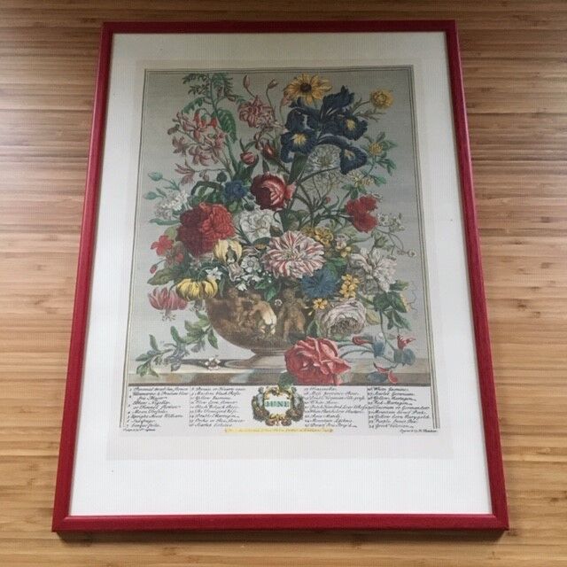 Old English botanical plate June