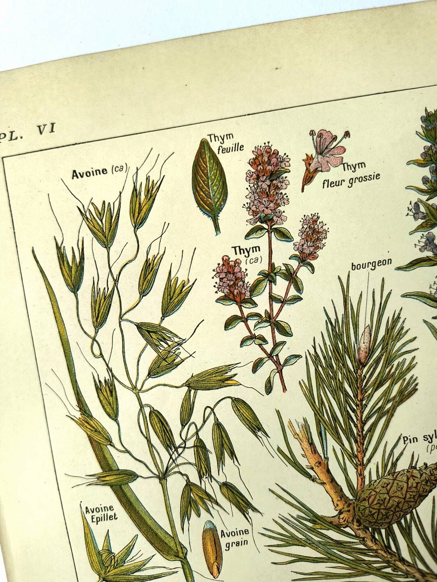 Vintage engraving from 1925 • Calming medicinal plants by M. Desserte