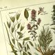Vintage engraving from 1925 • Calming medicinal plants by M. Desserte