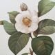 Botanical illustration White Camellia flower - vintage print from the 1960s