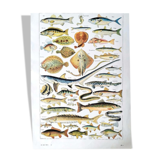 Ancienne planche années 40 sur les poissons