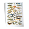 Ancienne planche années 40 sur les poissons