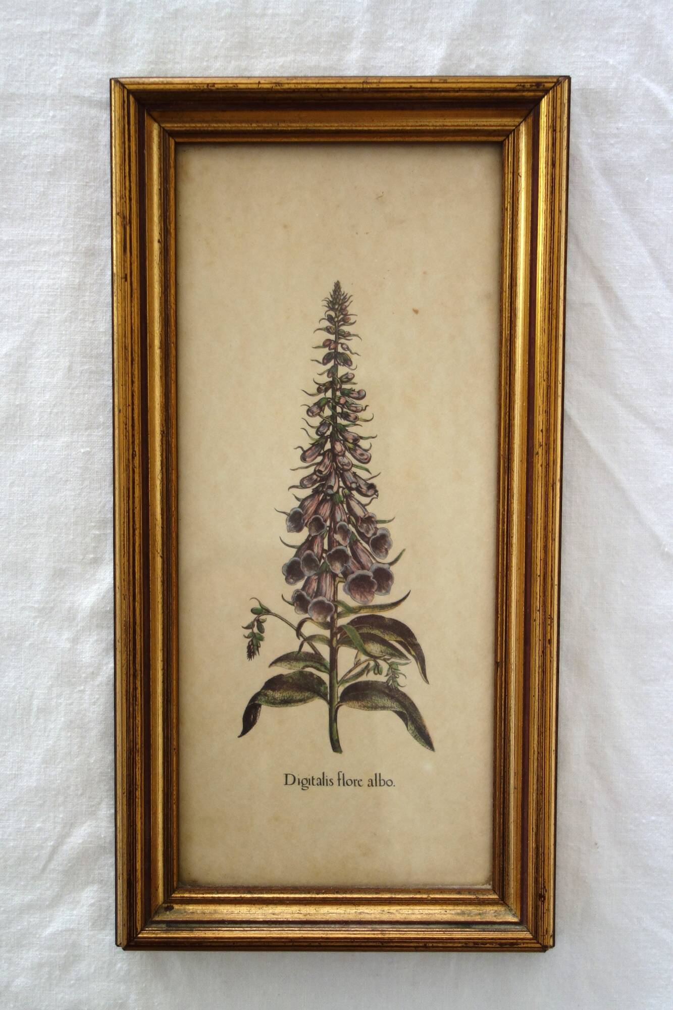 Set of 4 vintage plant botanical lithograph paintings