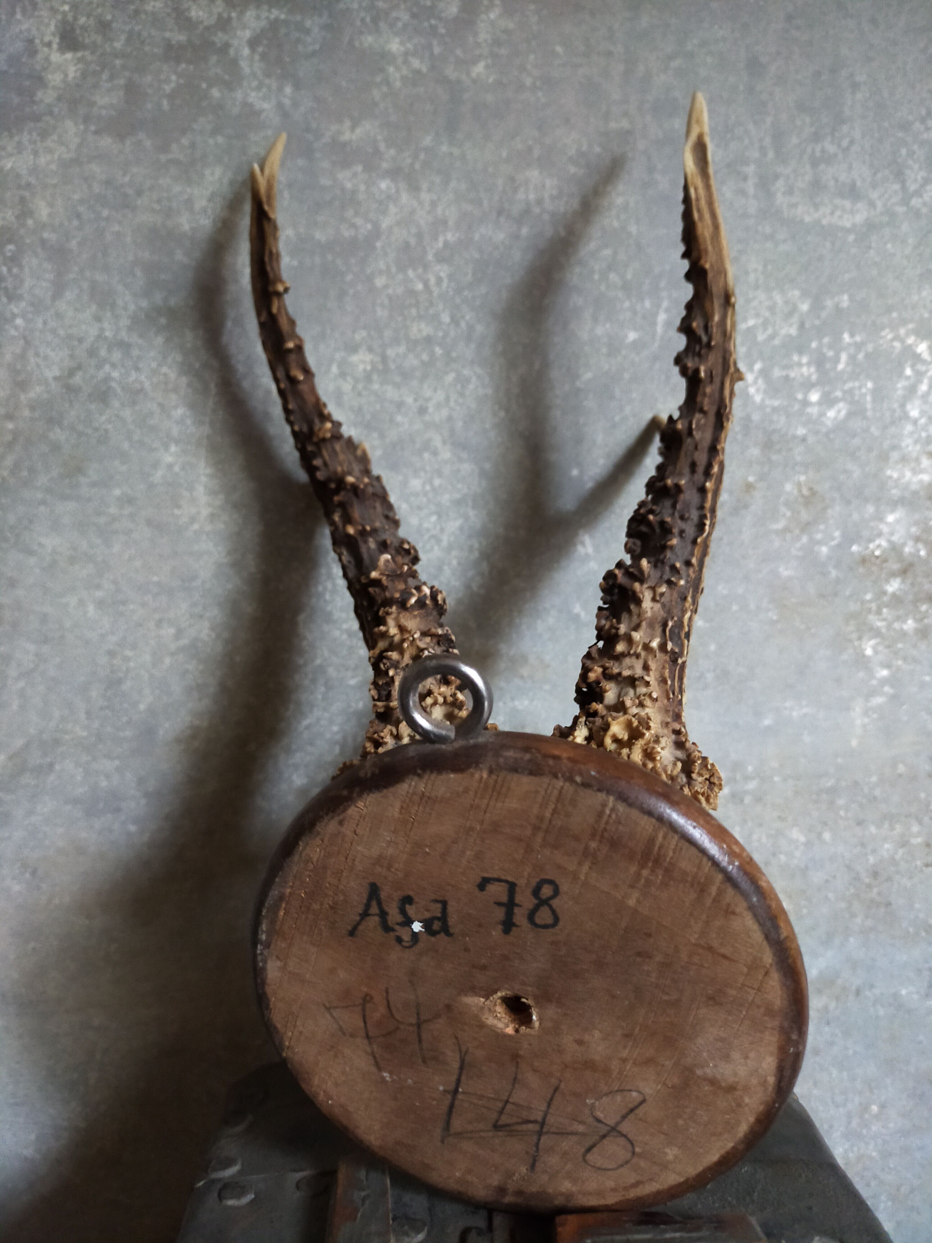 Vintage Scandinavian Hunting Trophy