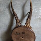 Vintage Scandinavian Hunting Trophy