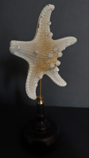 Cabinet of curiosities starfish protoreaster nodosus on pedestal