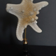Cabinet of curiosities starfish protoreaster nodosus on pedestal