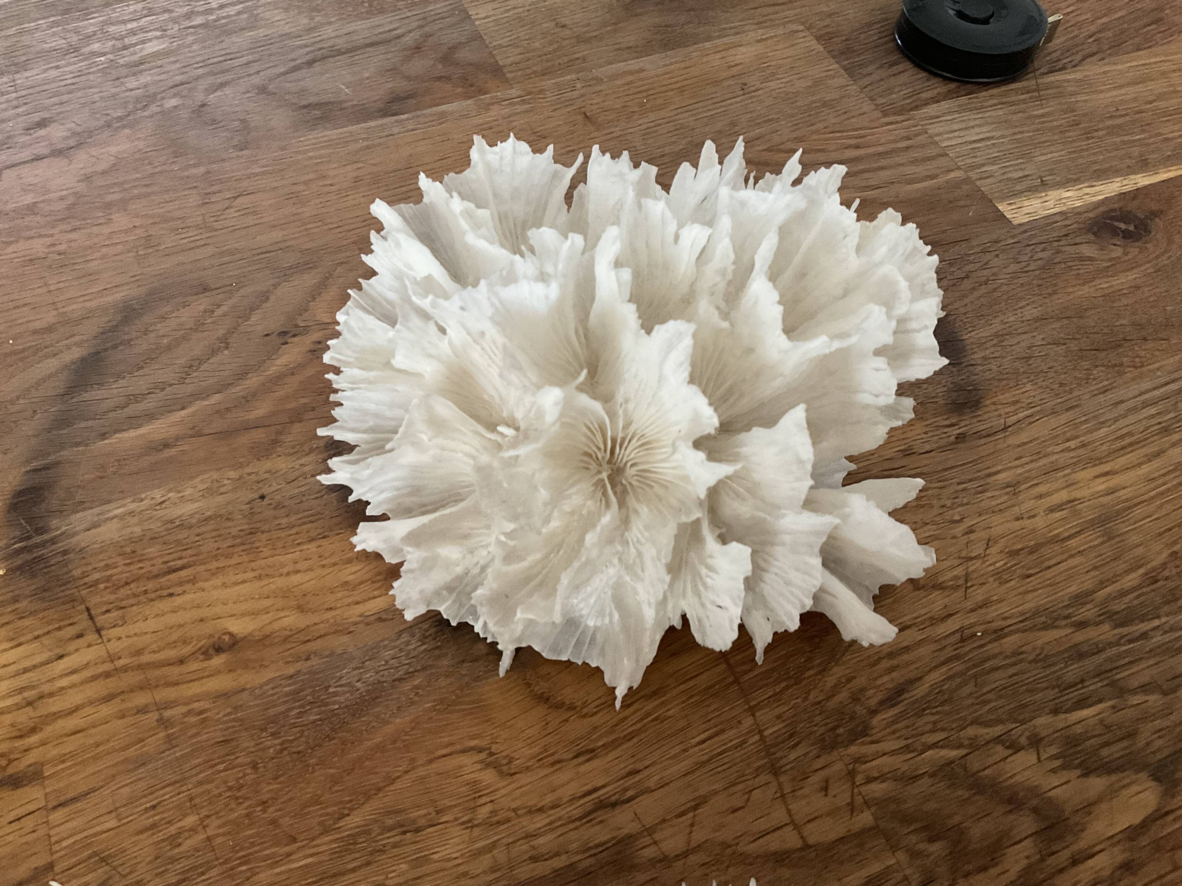 Corail dentelle blanc