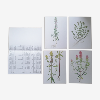 Lot de 4 planches botaniques : Les scrophulariacées n°92 à 95