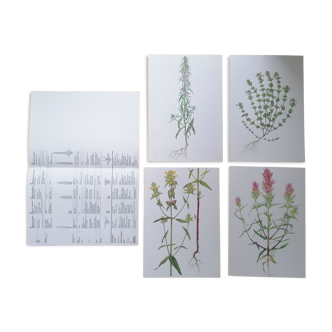 Lot de 4 planches botaniques : Les scrophulariacées n°92 à 95