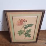 Antique botanical frame