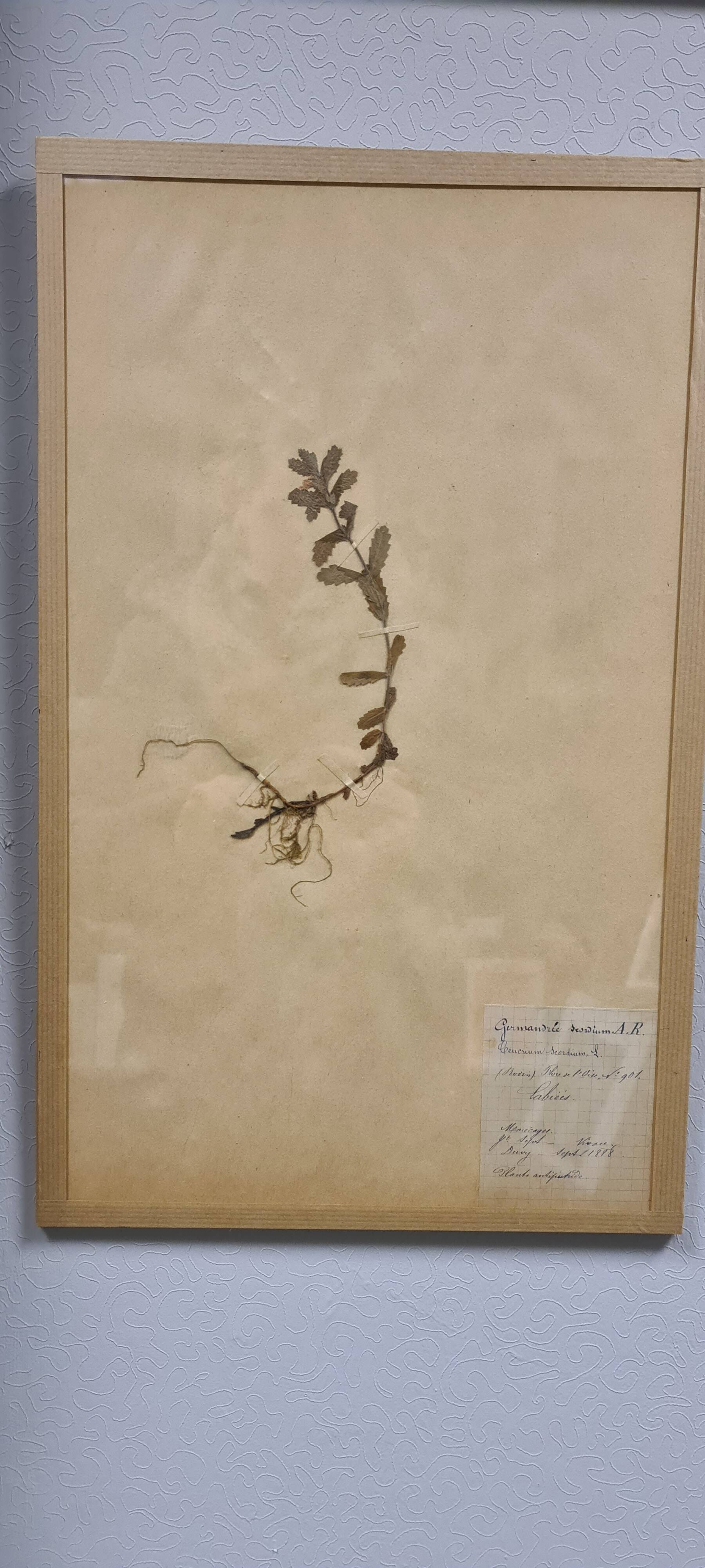 Herbier, 19th