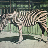 Educational poster Zebra, 1917
