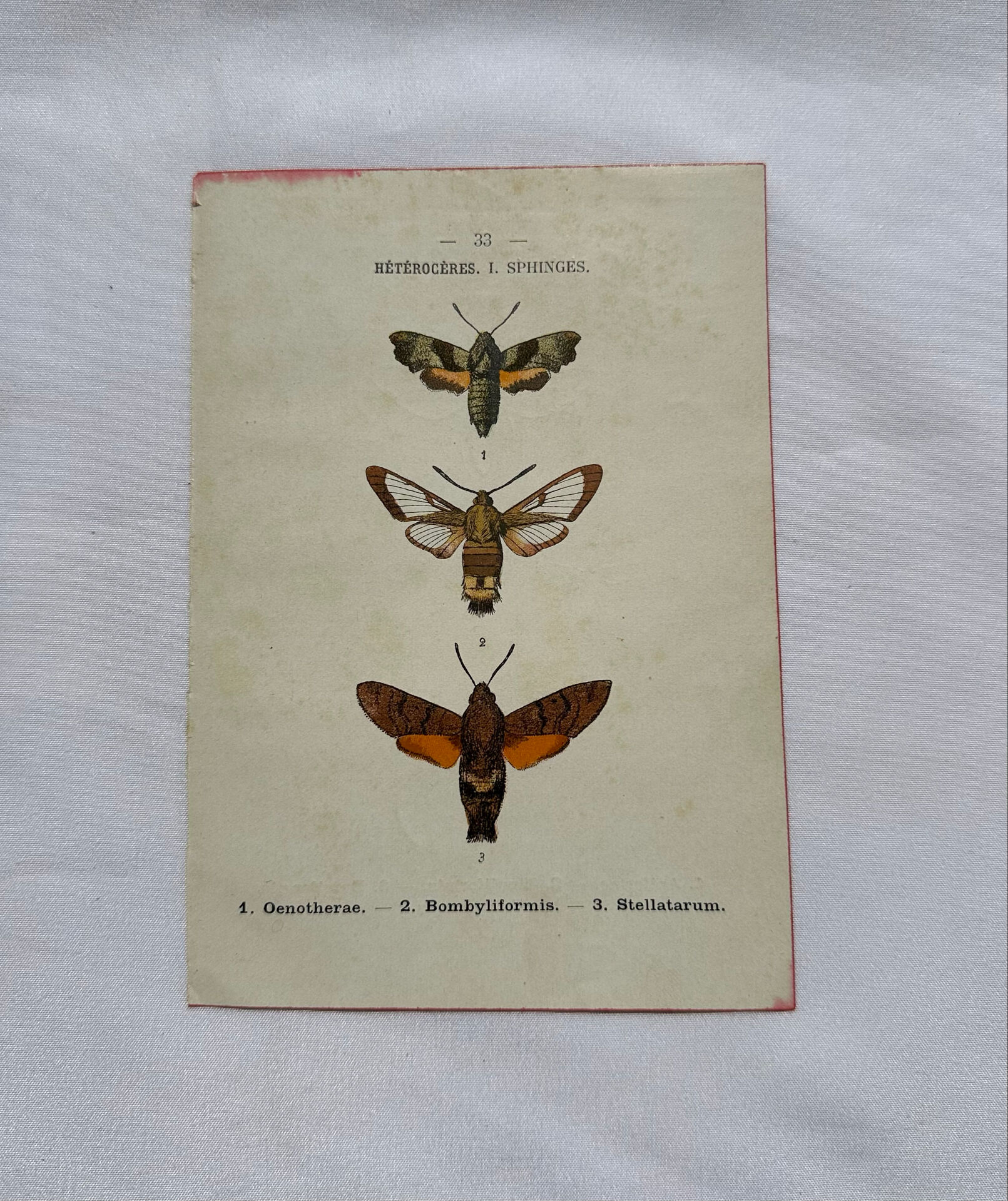 Botanical engraving double-sided butterflies naturalist plate etching
