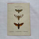 Botanical engraving double-sided butterflies naturalist plate etching
