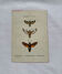 Botanical engraving double-sided butterflies naturalist plate etching