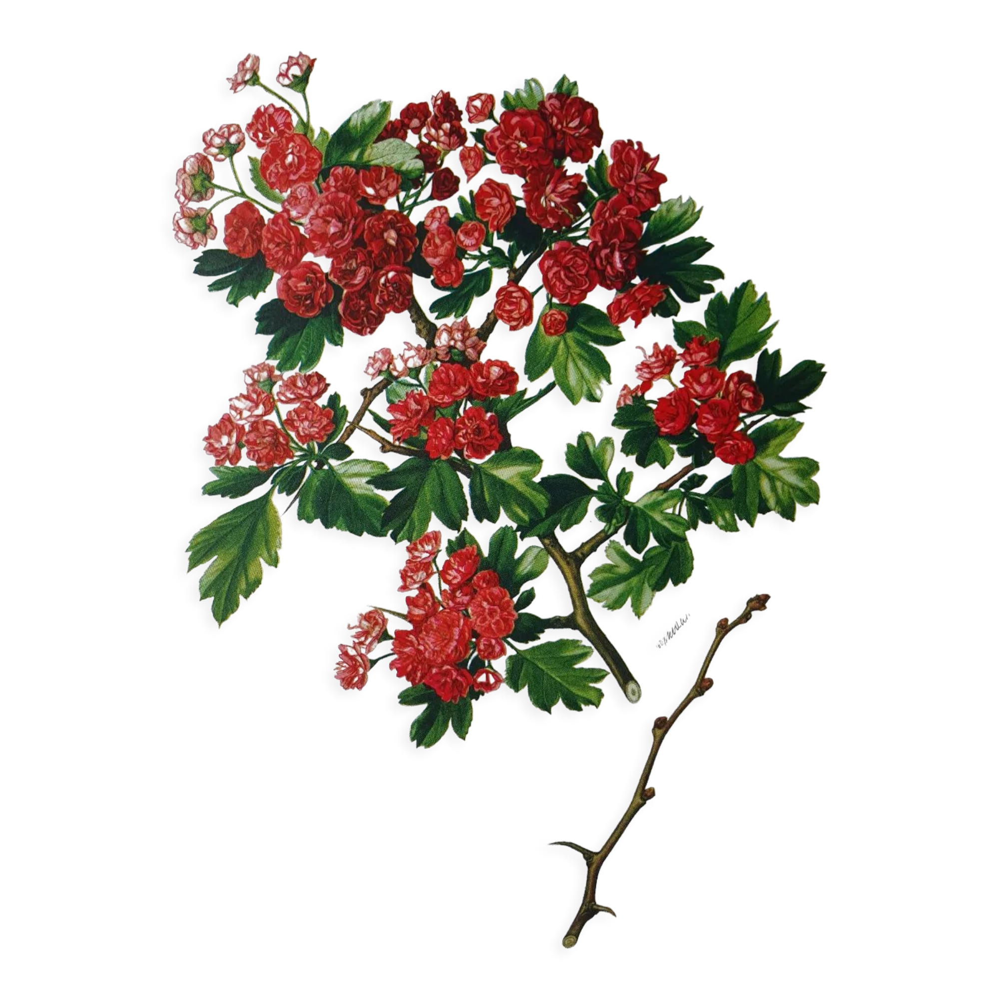 Red hawthorn botanical board