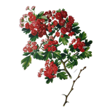 Red hawthorn botanical board