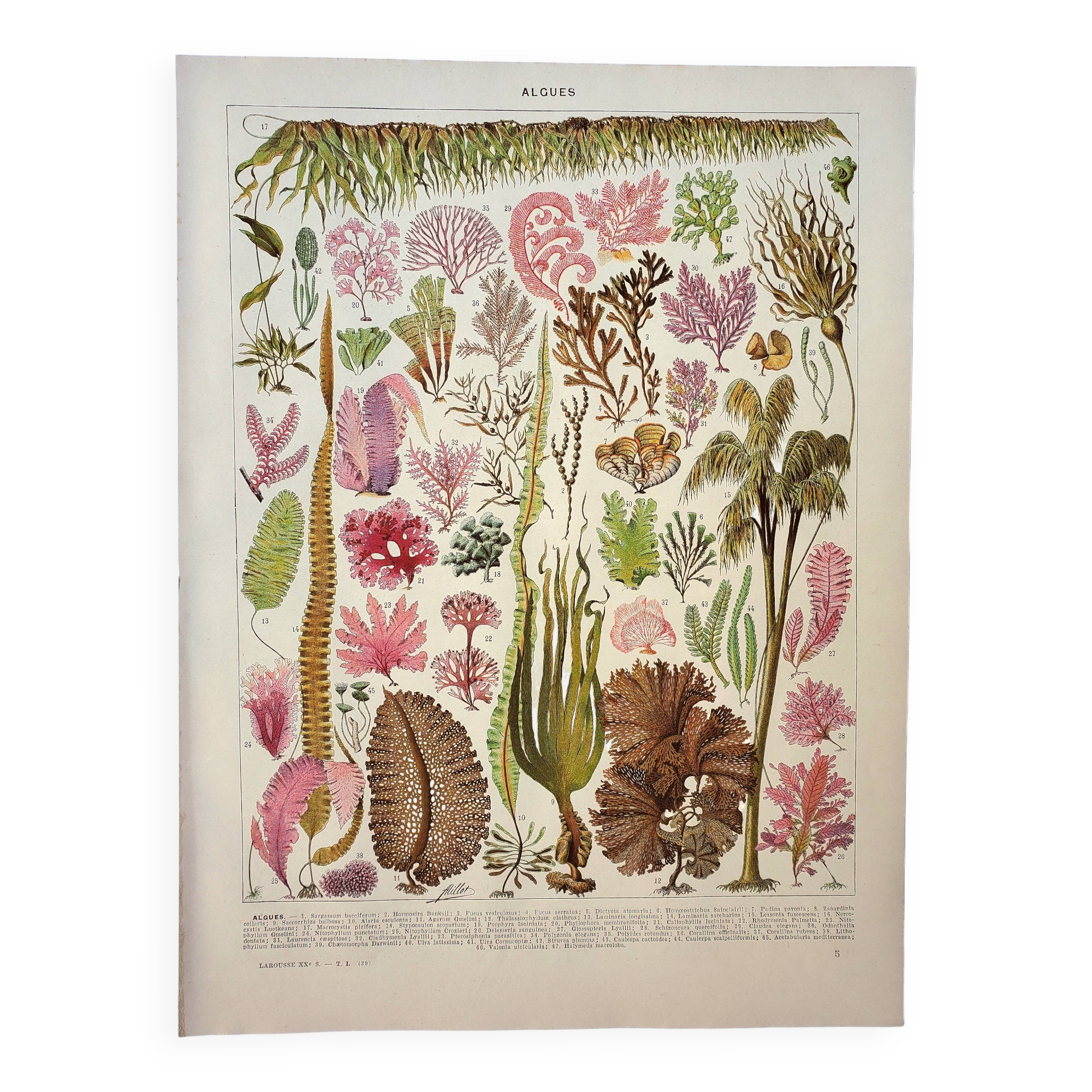 Antique engraving 1928, Algae, marine plant, flora • Lithograph, original illustration