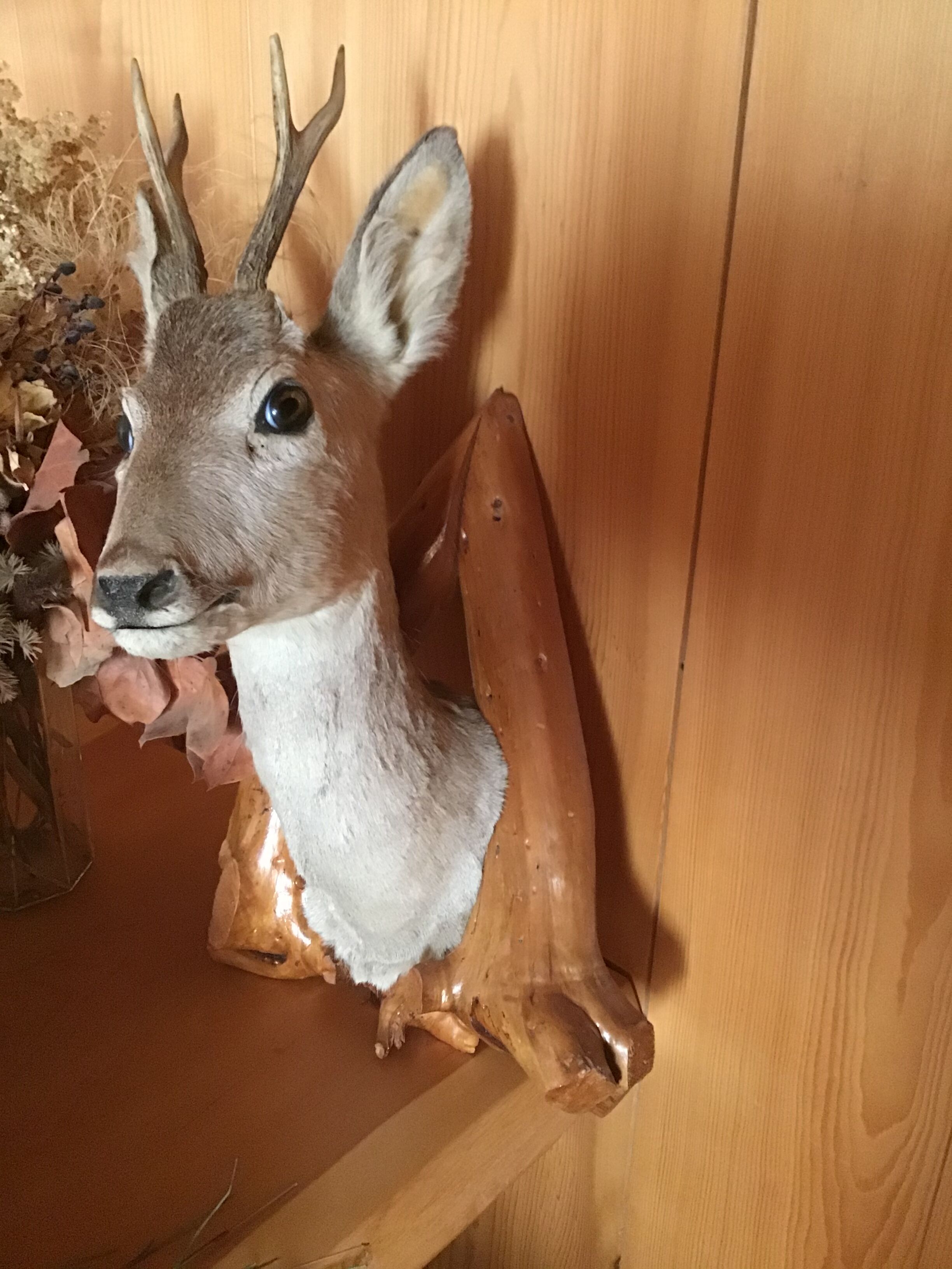 Deer Trophy