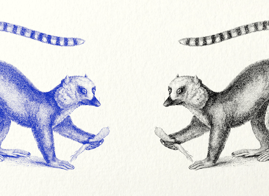 Lemur illustration 1850