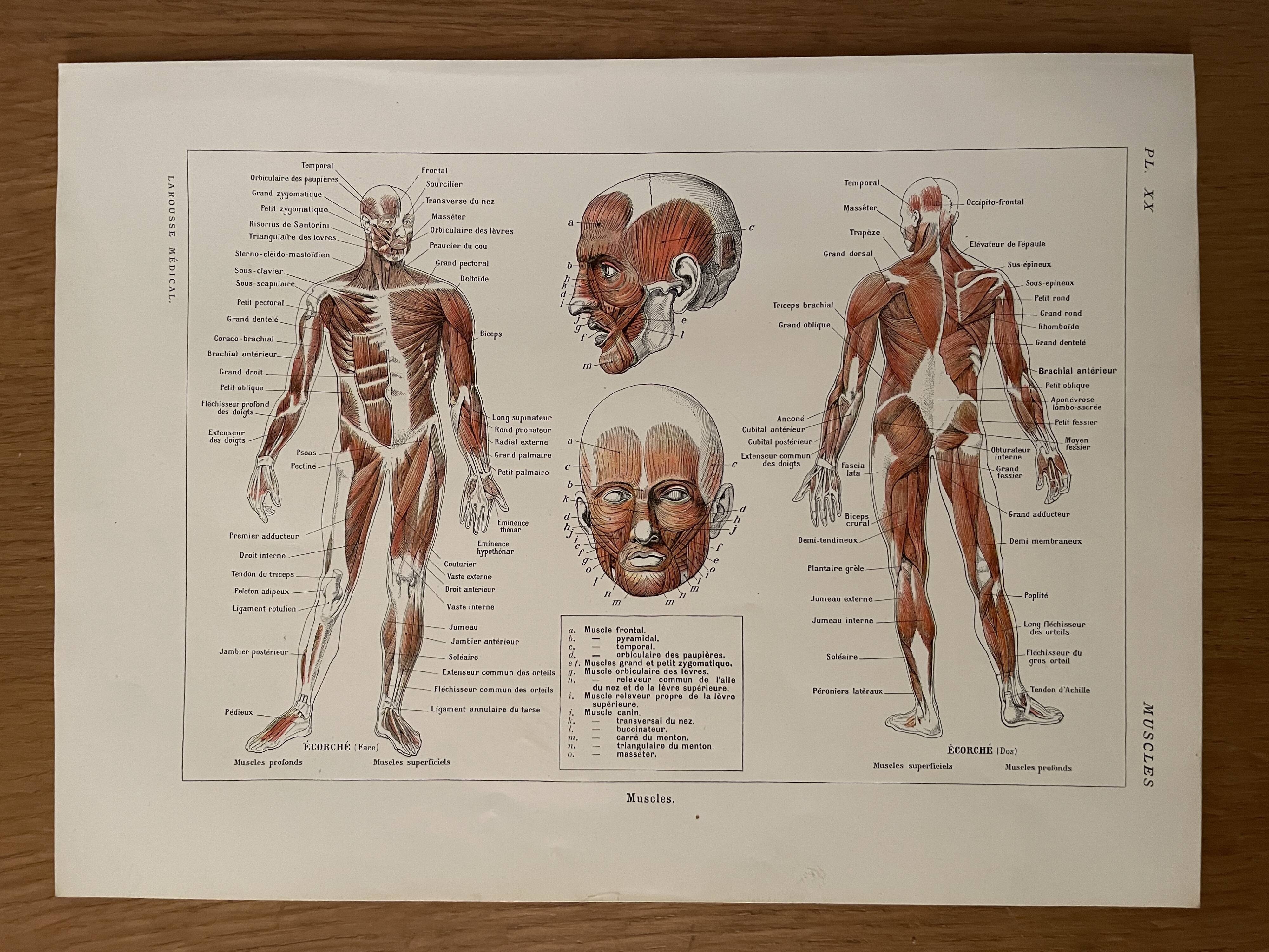 Illustrated plate on muscles (human body) -1950