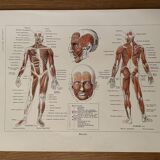 Illustrated plate on muscles (human body) -1950