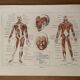 Planche illustrée sur les muscles (corps humain) -1950