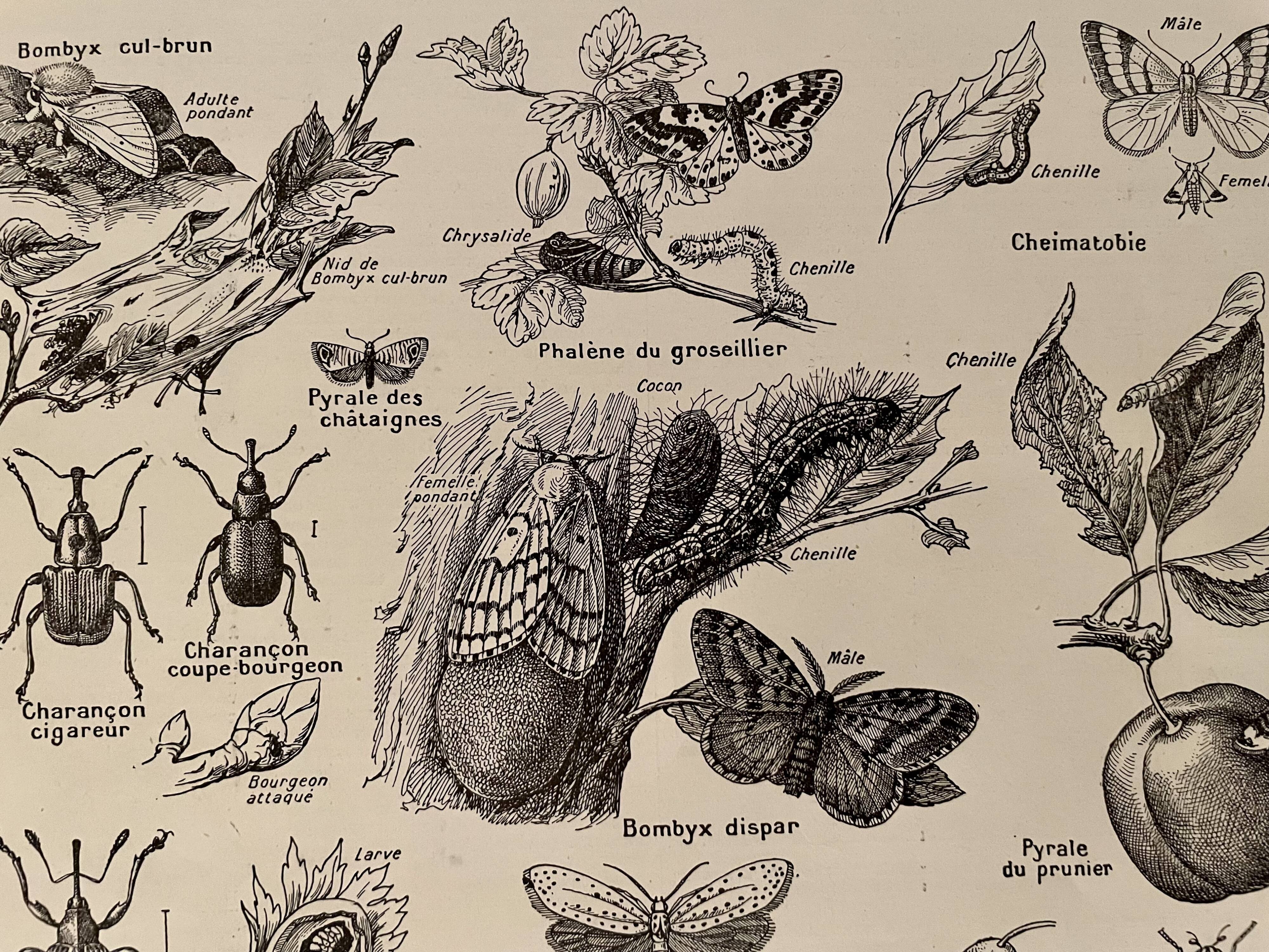Lithograph on insect pests from 1921