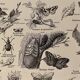 Lithograph on insect pests from 1921