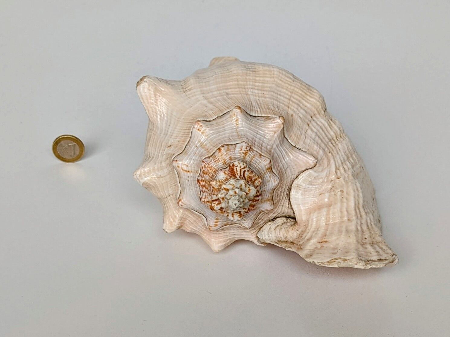 Pink shell, conch, stombus gigas, pink conch